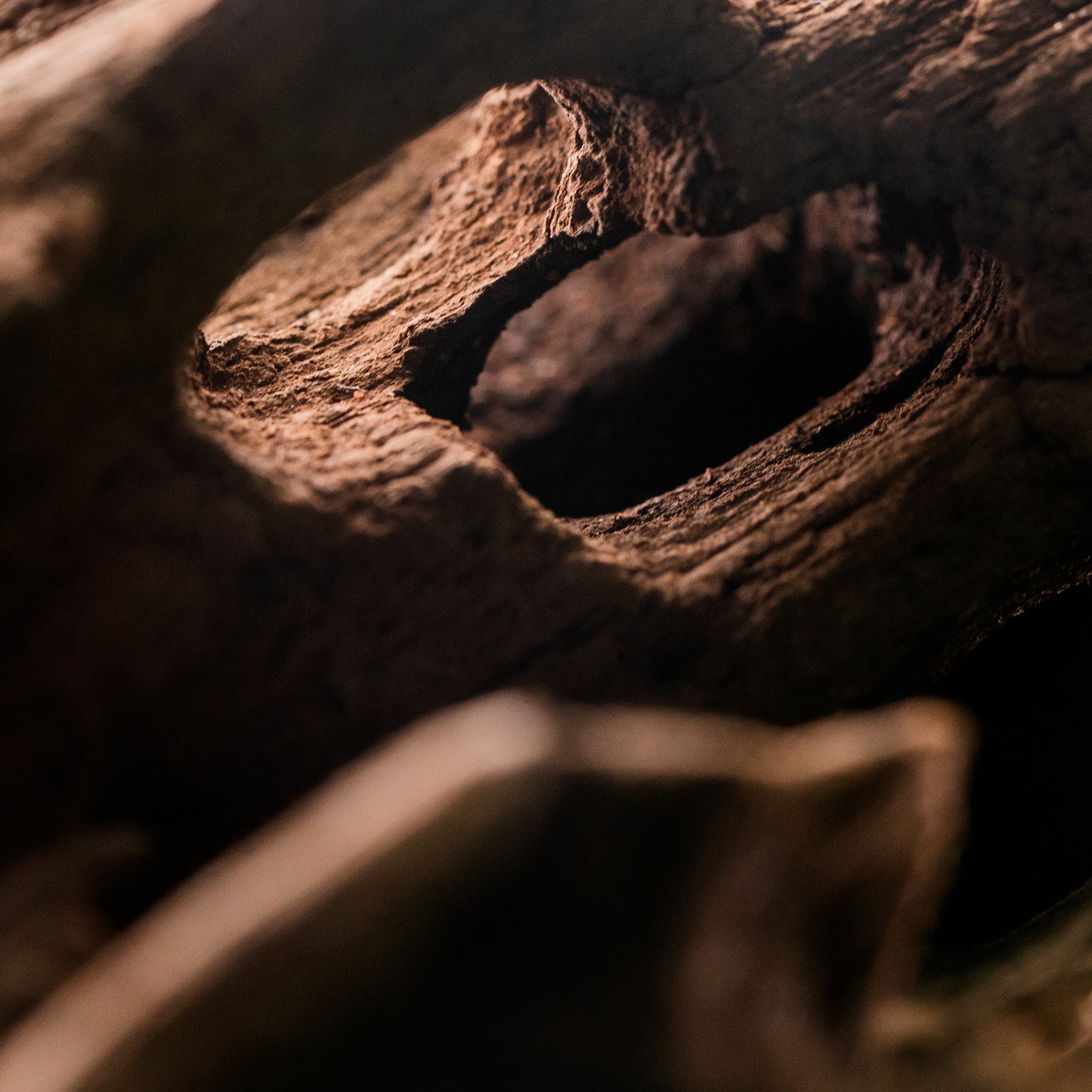 法国滨海松树皮